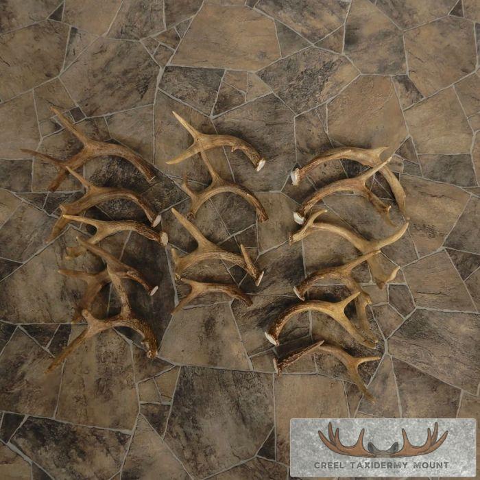 Whitetail Deer Antler Craft Pack For Sale