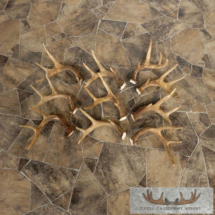 Whitetail Deer Antler Craft Pack For Sale