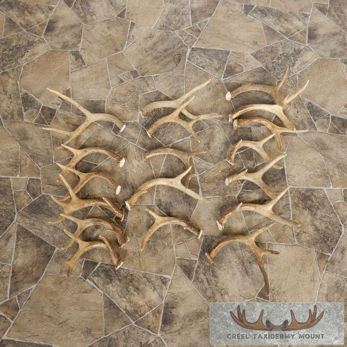 Whitetail Deer Antler Craft Pack For Sale