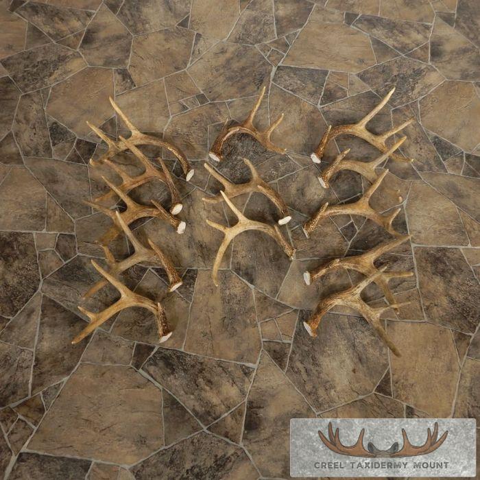 Whitetail Deer Antler Craft Pack For Sale
