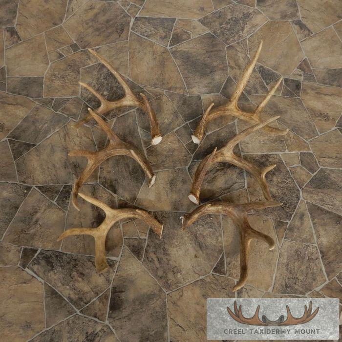 Whitetail Deer Antler Craft Pack For Sale