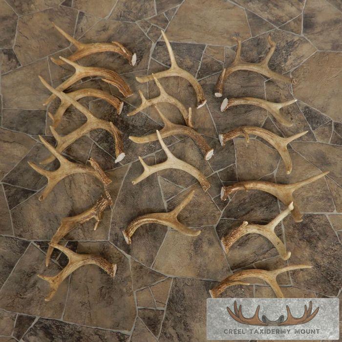 Whitetail Deer Antler Craft Pack For Sale