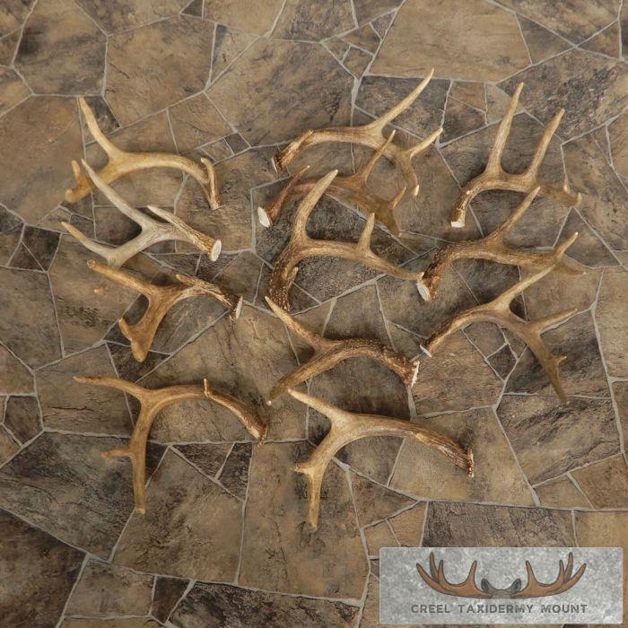 Whitetail Deer Antler Craft Pack For Sale