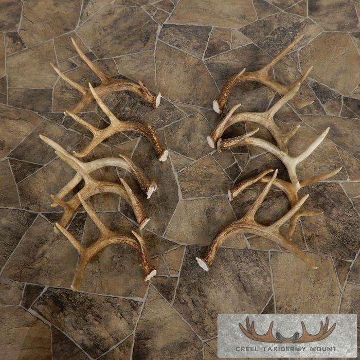 Whitetail Deer Antler Craft Pack For Sale