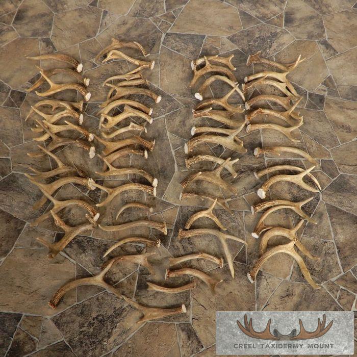 Whitetail Deer Antler Craft Pack For Sale