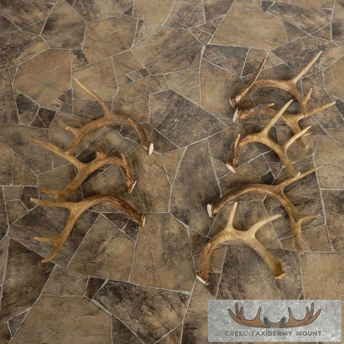 Whitetail Deer Antler Craft Pack For Sale