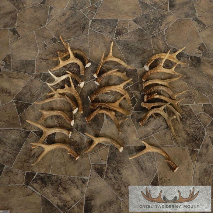 Whitetail Deer Antler Craft Pack For Sale