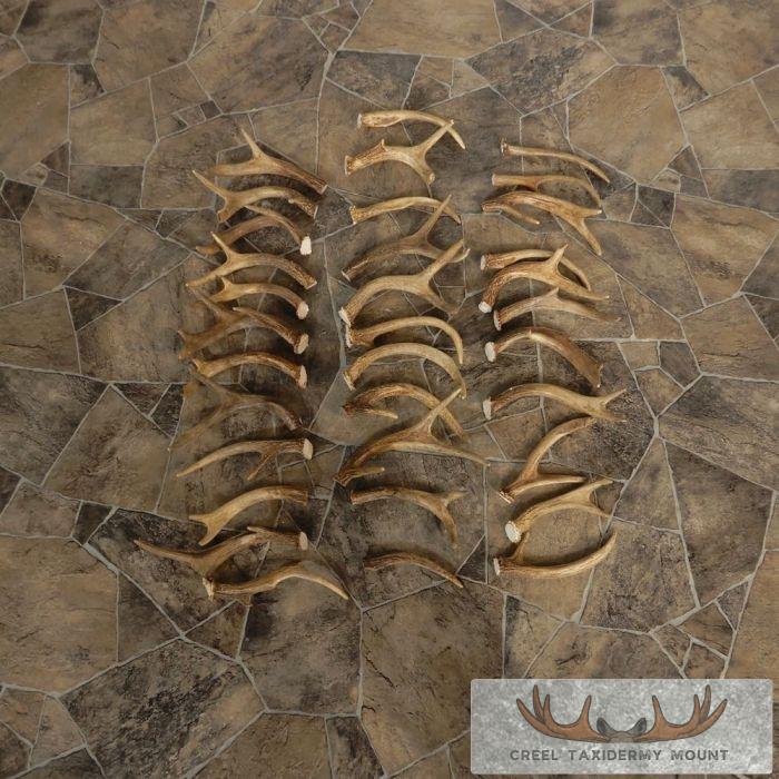 Whitetail Deer Antler Craft Pack For Sale