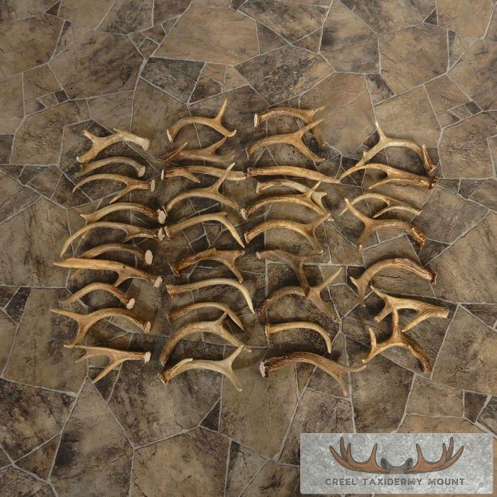 Whitetail Deer Antler Craft Pack For Sale