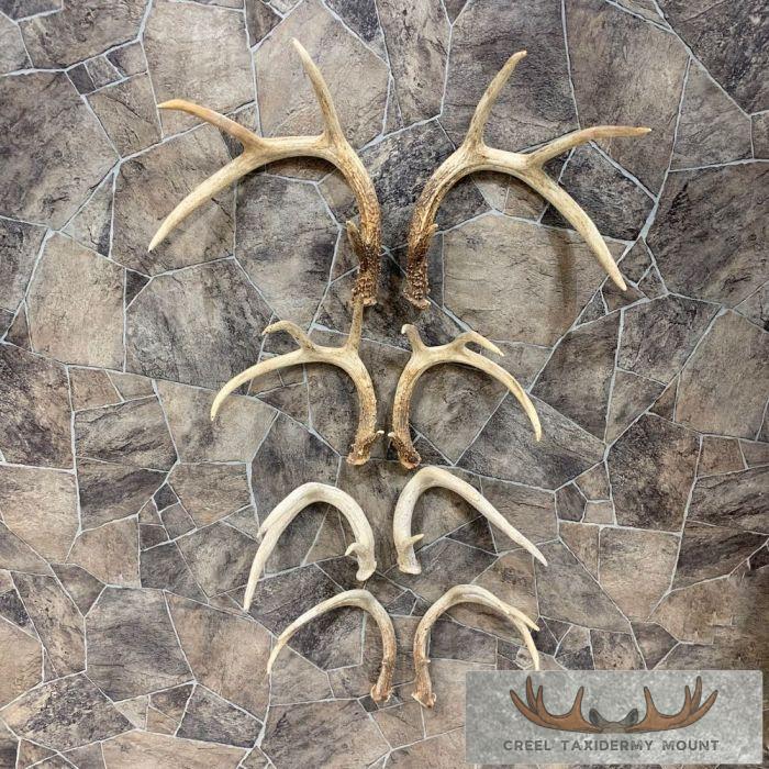 Whitetail Deer Antler Craft Pack For Sale