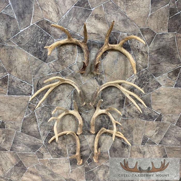 Whitetail Deer Antler Craft Pack For Sale