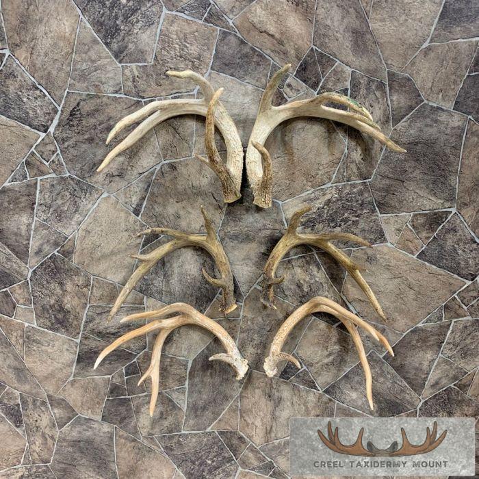 Whitetail Deer Antler Craft Pack For Sale