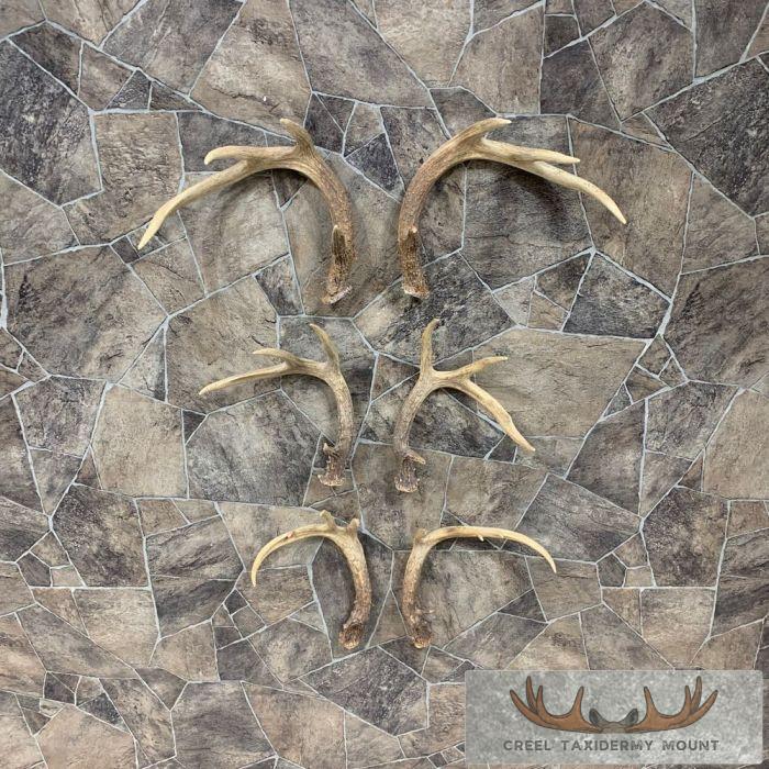 Whitetail Deer Antler Craft Pack For Sale