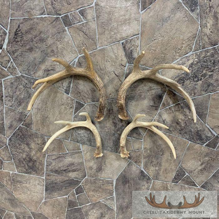 Whitetail Deer Antler Craft Pack For Sale
