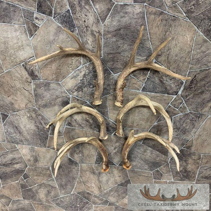 Whitetail Deer Antler Craft Pack For Sale