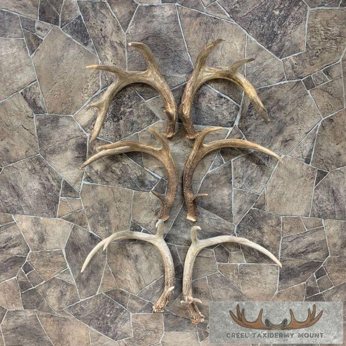 Whitetail Deer Antler Craft Pack For Sale