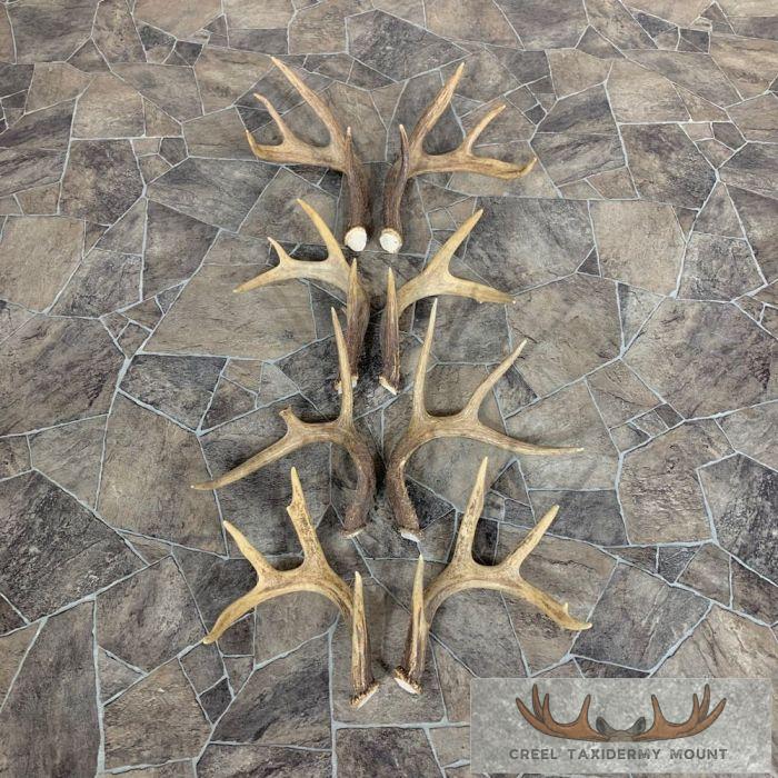 Whitetail Deer Antler Craft Pack For Sale