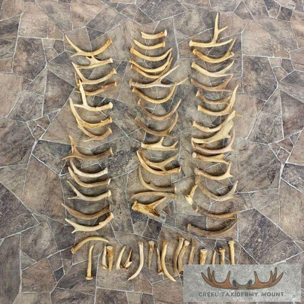 Whitetail Deer Antler Craft Pack For Sale