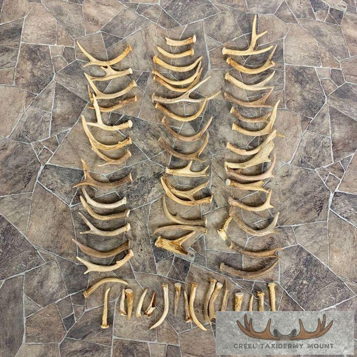 Whitetail Deer Antler Craft Pack For Sale