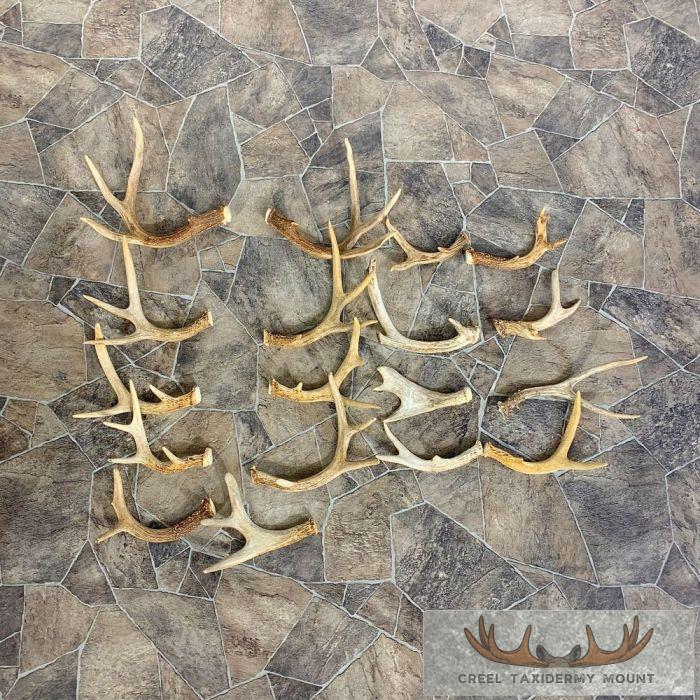 Whitetail Deer Antler Craft Pack For Sale