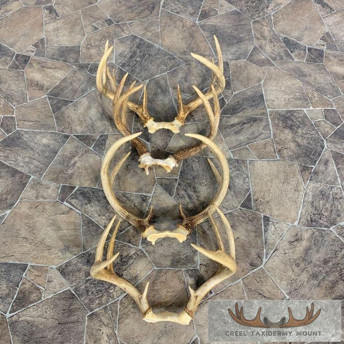 Whitetail Deer Antler Craft Pack For Sale