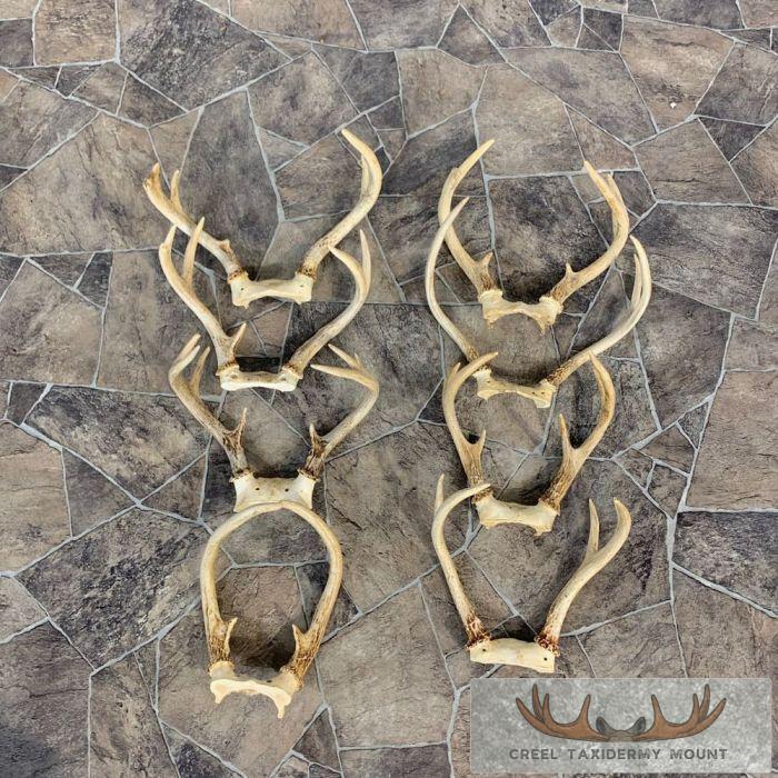 Whitetail Deer Antler Craft Pack For Sale