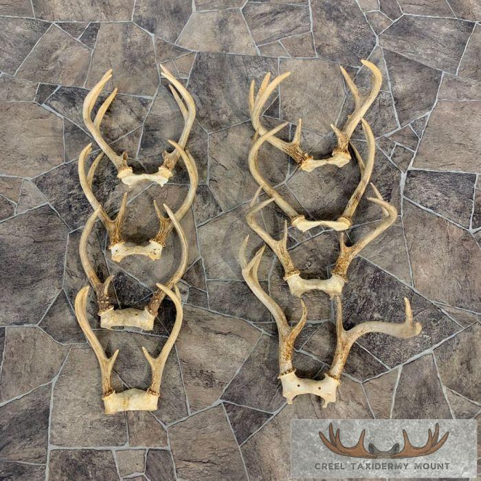 Whitetail Deer Antler Craft Pack For Sale