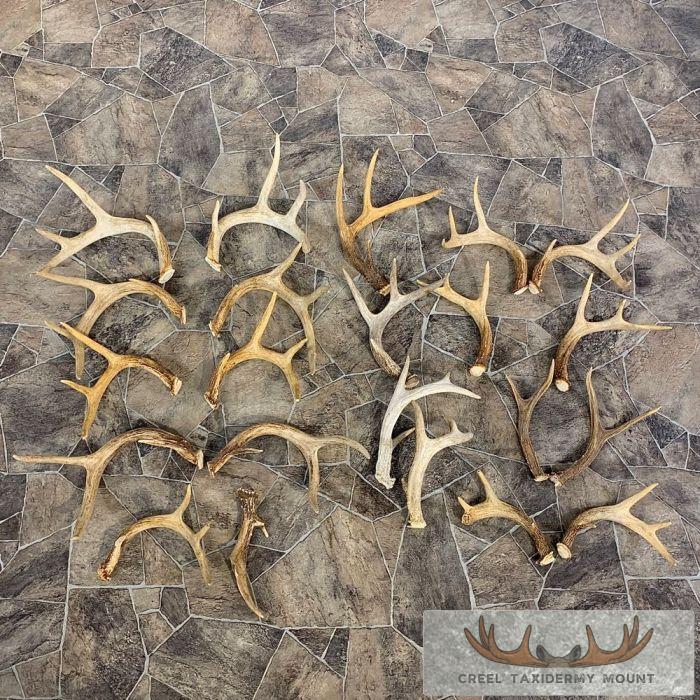 Whitetail Deer Antler Craft Pack For Sale