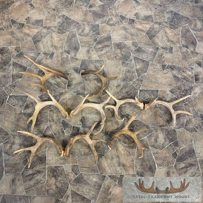 Whitetail Deer Antler Craft Pack For Sale