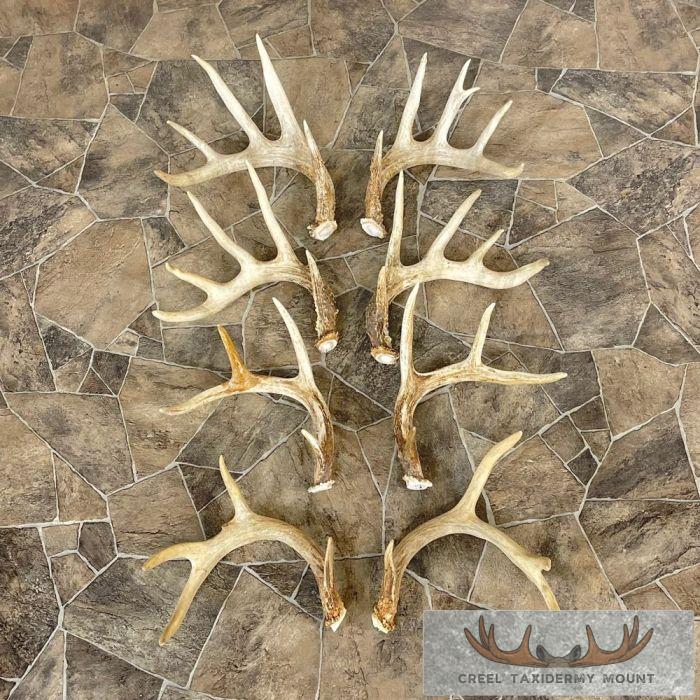 Whitetail Deer Antler Craft Pack For Sale