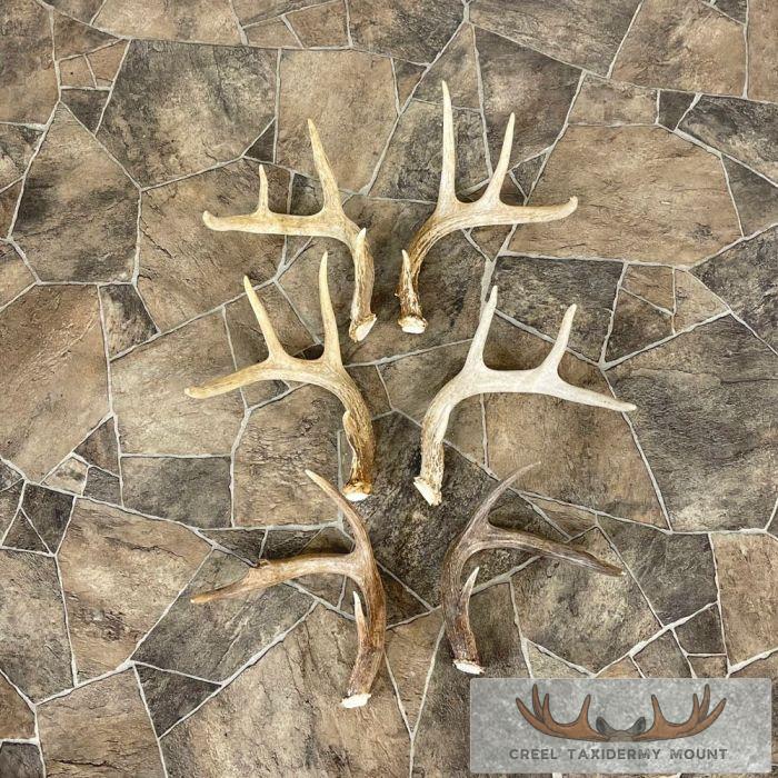 Whitetail Deer Antler Craft Pack For Sale