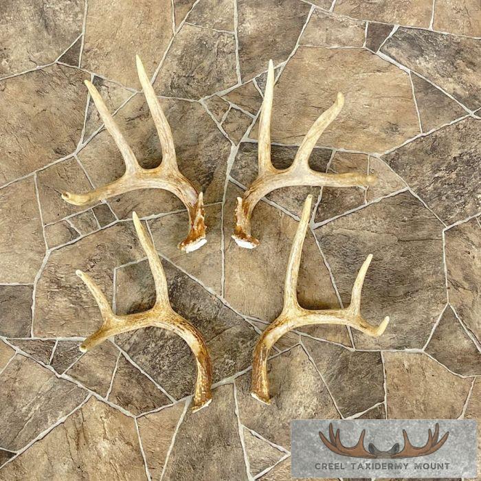 Whitetail Deer Antler Craft Pack For Sale