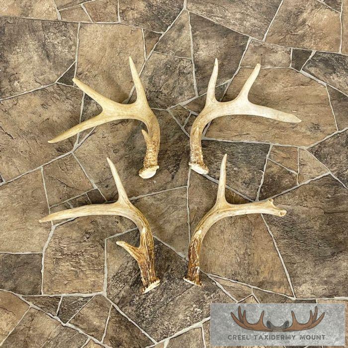 Whitetail Deer Antler Craft Pack For Sale