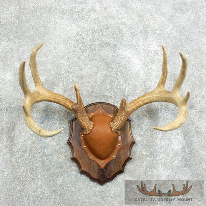 Whitetail Deer Antler Plaque Taxidermy Mount For Sale