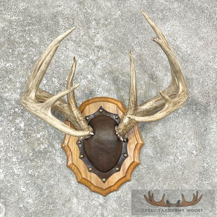 Whitetail Deer Antler Plaque Taxidermy Mount For Sale