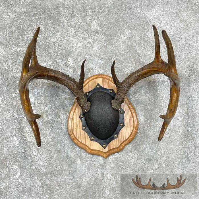 Whitetail Deer Antler Plaque Taxidermy Mount For Sale