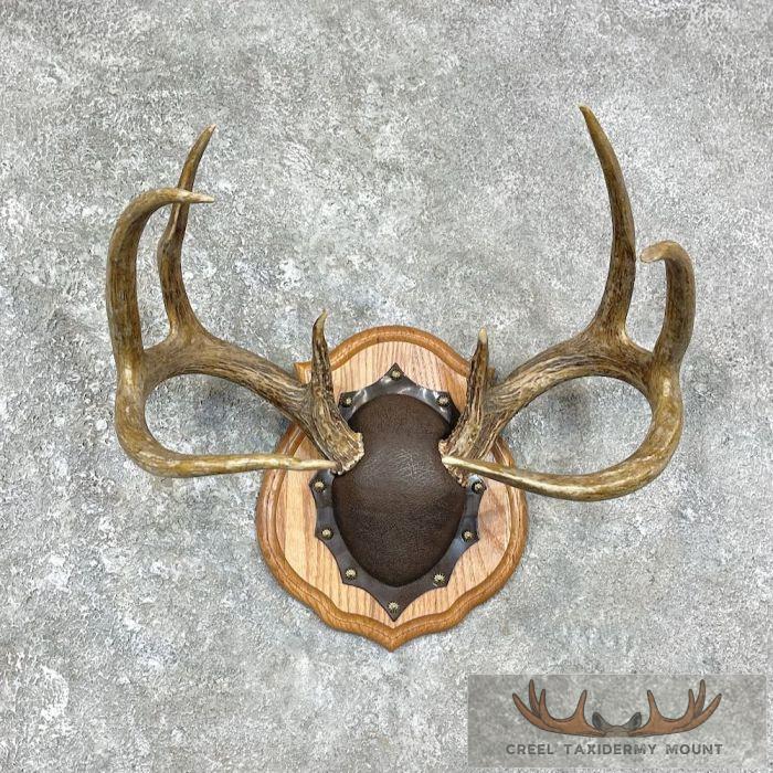 Whitetail Deer Antler Plaque Taxidermy Mount For Sale