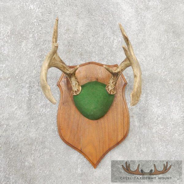 Whitetail Deer Antler Plaque Taxidermy Mount For Sale