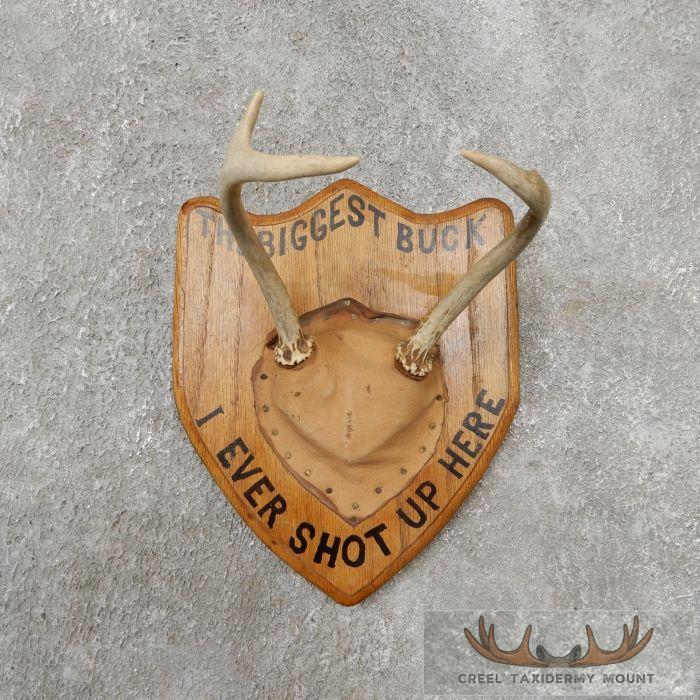 Whitetail Deer Antler Plaque Taxidermy Mount For Sale