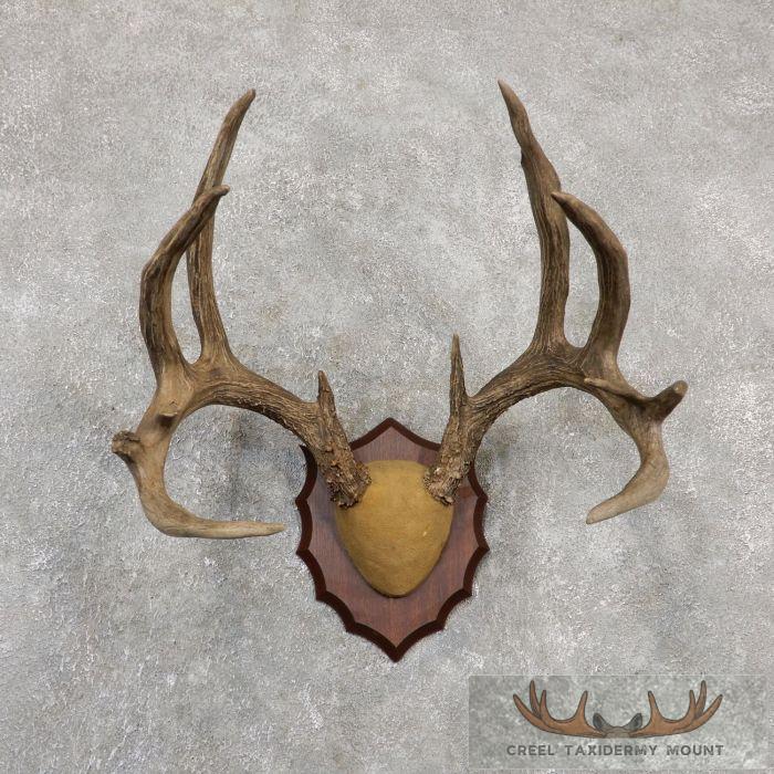 Whitetail Deer Antler Plaque Taxidermy Mount For Sale