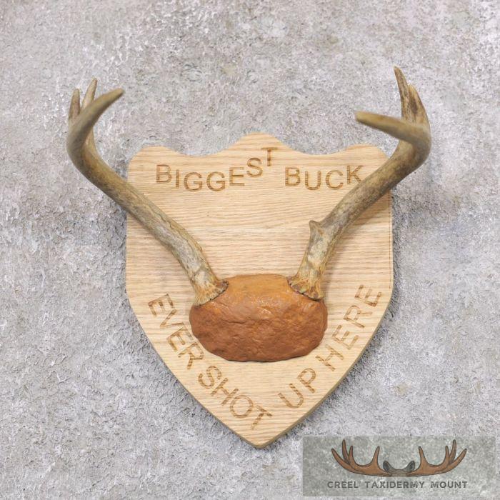 Whitetail Deer Antler Plaque Taxidermy Mount For Sale