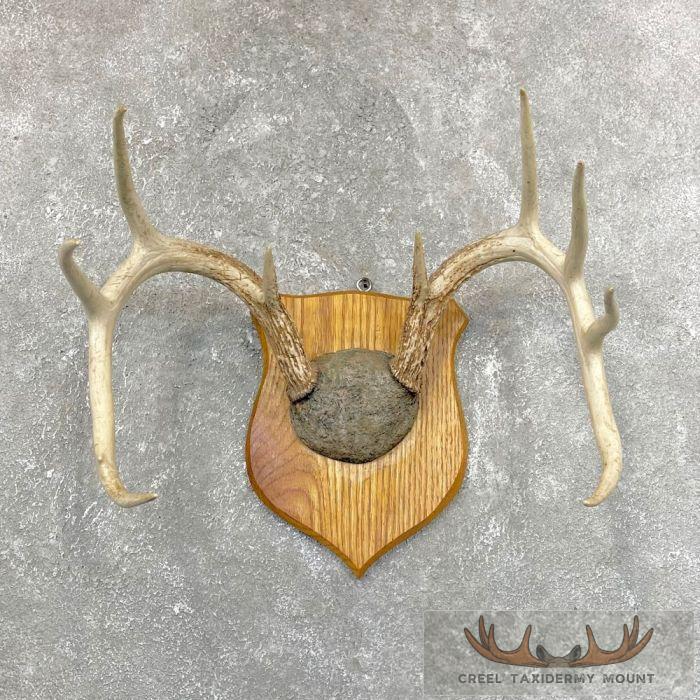 Whitetail Deer Antler Plaque Taxidermy Mount For Sale