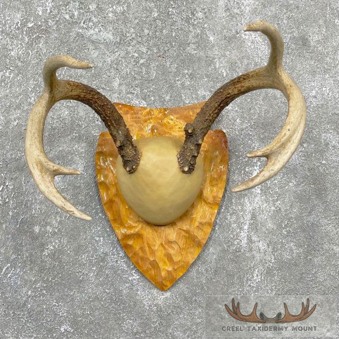 Whitetail Deer Antler Plaque Taxidermy Mount For Sale