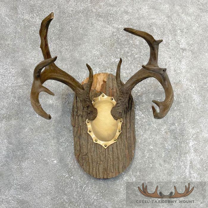 Whitetail Deer Antler Plaque Taxidermy Mount For Sale