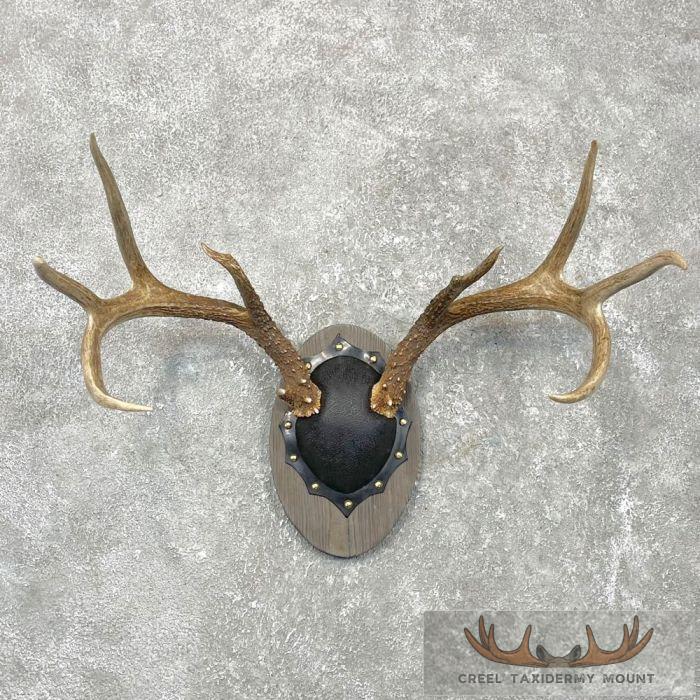 Whitetail Deer Antler Plaque Taxidermy Mount For Sale