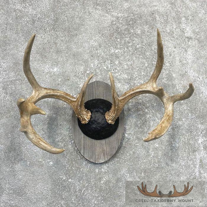 Whitetail Deer Antler Plaque Taxidermy Mount For Sale