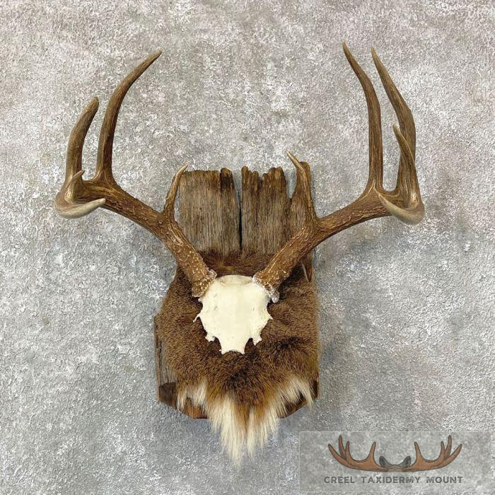 Whitetail Deer Antler Plaque Taxidermy Mount For Sale