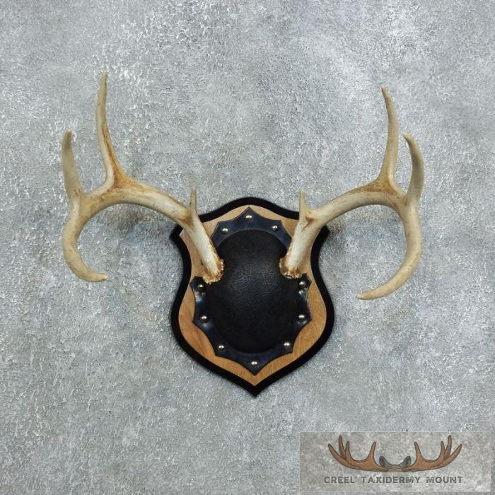 Whitetail Deer Antler Plaque Taxidermy Mount For Sale
