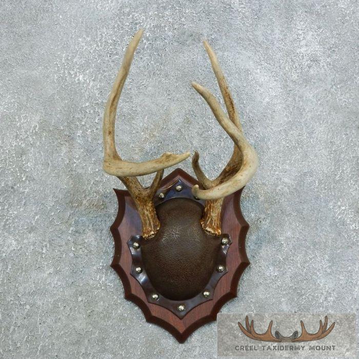 Whitetail Deer Antler Plaque Taxidermy Mount For Sale