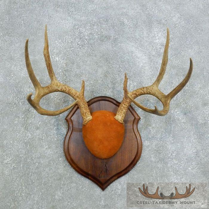 Whitetail Deer Antler Plaque Taxidermy Mount For Sale